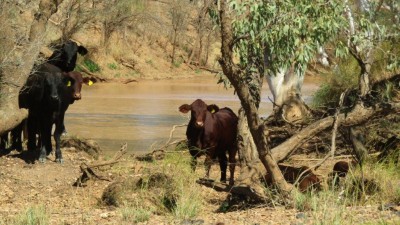 Cambeela QLD