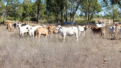 Mount Cooper & Harvest Home QLD