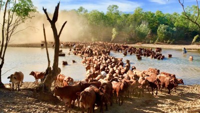 Jubilee Downs QLD