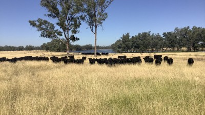 Murilla QLD