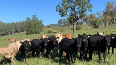 Niambar and Allambie NSW