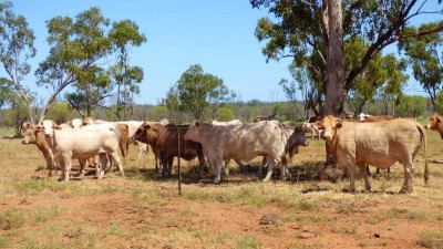Nungil QLD