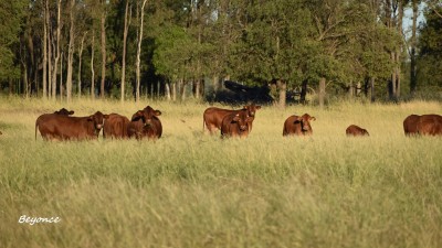 Oakwood QLD