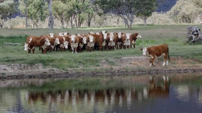 Tumlong NSW