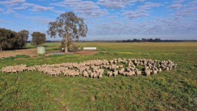 Jamea NSW