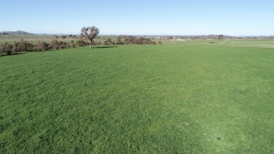 Tannoch Brae NSW