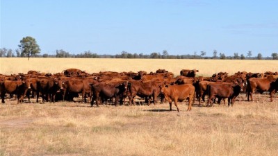 Wallanba QLD
