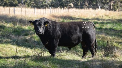 Fernleigh NSW
