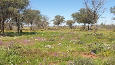 Besm QLD