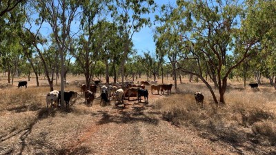 Savannah Station QLD