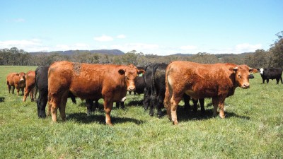 Beaumont NSW