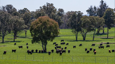 Green Valley NSW