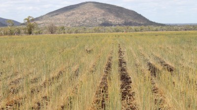 Lindleigh QLD