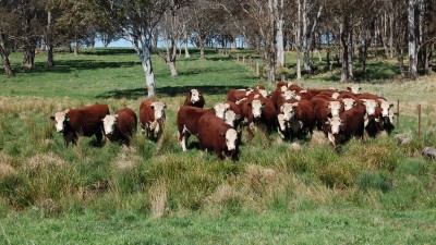 Meldrum NSW