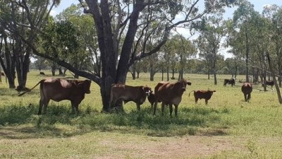 Tamanick QLD