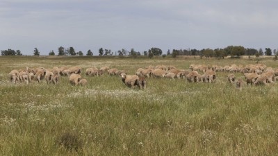 Wonga Station NSW