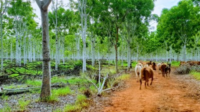 Wildman Agricultural Precinct NT