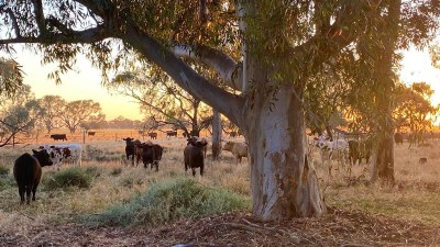 Yaloke NSW
