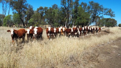 Yandina & Nulgra Downs QLD
