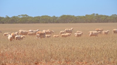 Kilparney & Yara Station NSW