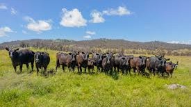 Dunvegan Aggregation NSW