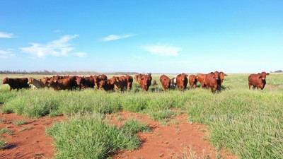 Fairymount QLD