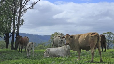 Alonse QLD