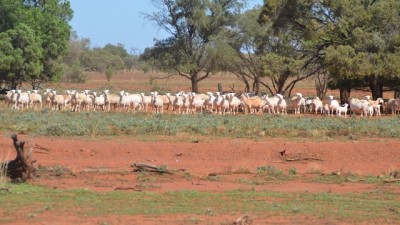 Bulgoo NSW