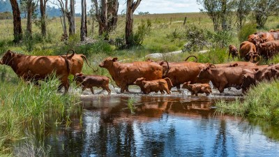 Echo Aggregation NSW