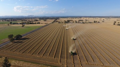 Lawson Grains