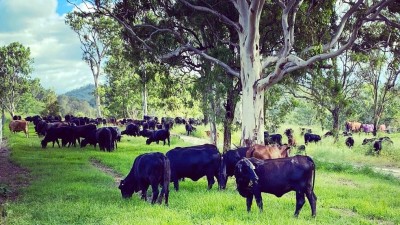 3C Cattle Co QLD