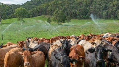 664 Cedar Creek QLD