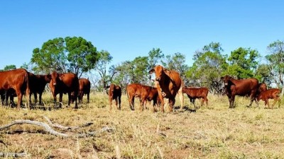 Ballygar & Formoye QLD