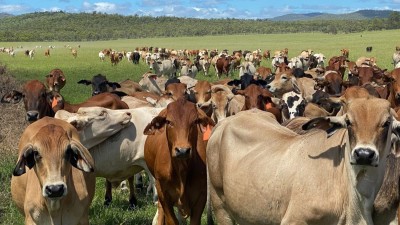 Bellevue Aggregation QLD