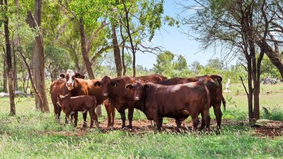 Glenmuir QLD