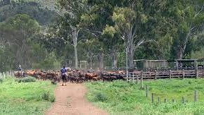 Shamrock Vale Station QLD