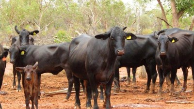 Moama & Bundawaugh QLD