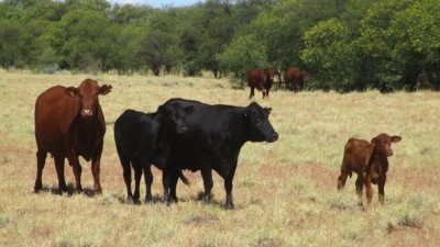 Narangi QLD
