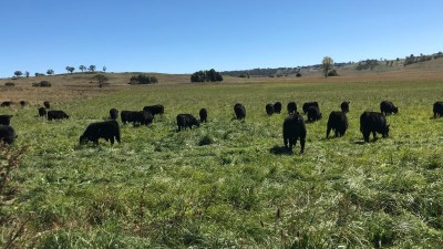 West Urandangie NSW