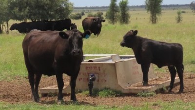 Widgewa QLD
