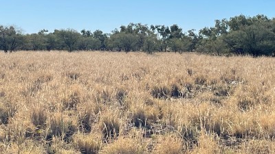 Bora Station QLD