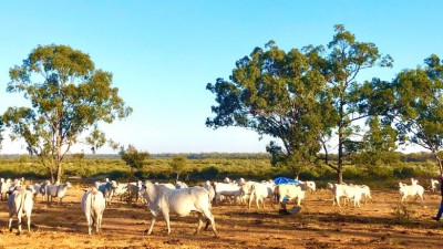 Kaiuroo Aggregation QLD