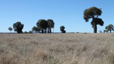 Plevna Downs East QLD