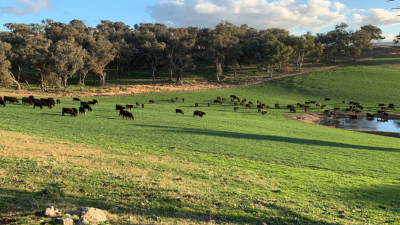 Bowness & Willowmere NSW