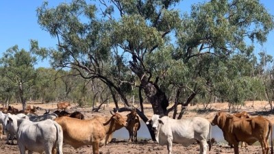 Momba Station QLD