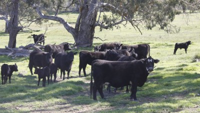Bungaree NSW