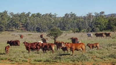 Cedar Creek QLD