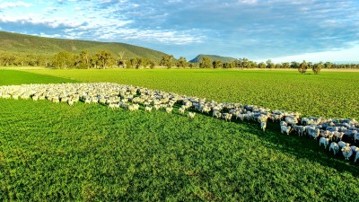 North Dananbilla Aggregation NSW