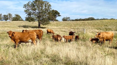 The Springs NSW