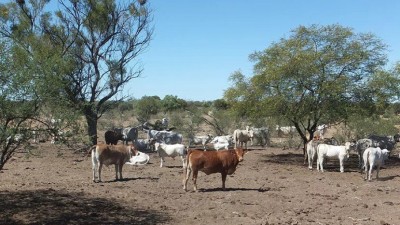 Monstraven Station QLD